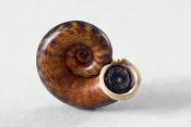 pterocyclus sp 05-2024 0569